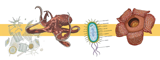 What Is The Life Cycle Of Living Things