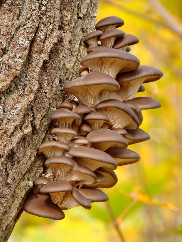 Common Types of Mushrooms - Twinkl