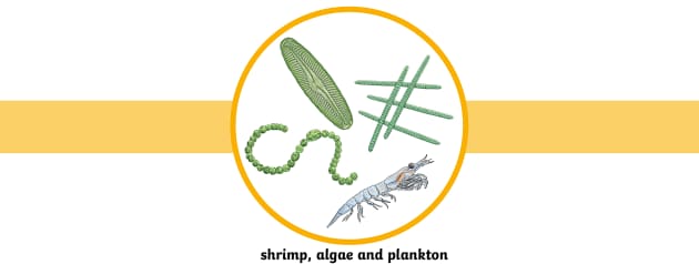 Whale Shark Facts for Kids - Twinkl Homework Help - Twinkl