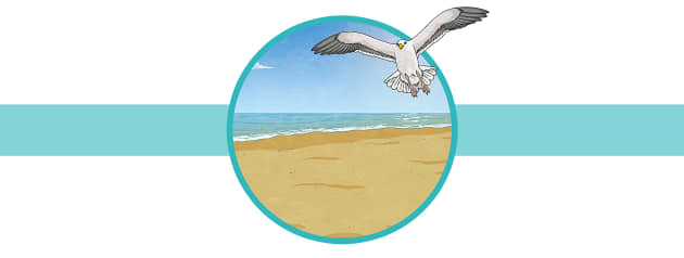 What Animals Live at the Coast? - Twinkl Homework Help What Animals Live at the Coast? - Twinkl Homework Help