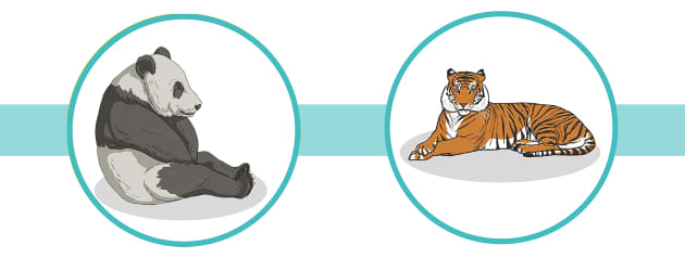 What animals live in China? - Twinkl Homework Help