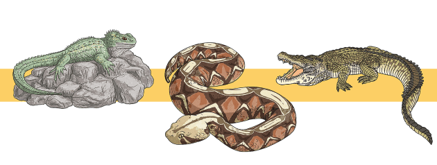 What are reptiles? - Twinkl Homework Help - Twinkl