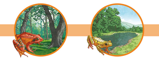 What Are Some Examples of Amphibians? - Twinkl Homework Help