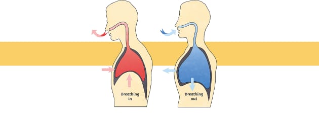 What is respiration? - Twinkl Homework Help - Twinkl