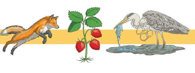 When Food Webs Go Wrong Biology Diagrams