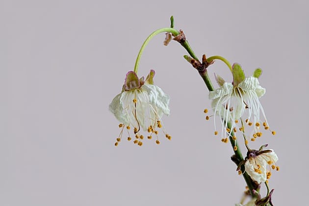 Common Signs of an Unhappy Plant - Twinkl