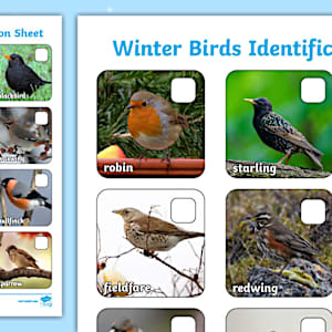 Winter Birds Identification Sheet