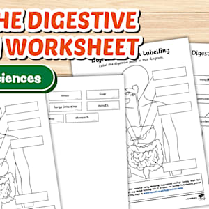 Digestive System Worksheet | Labelling | KS2 Science