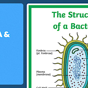 Bacteria Cell Diagram GCSE Poster | Science | Beyond