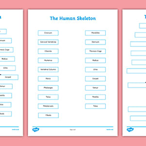 Labelled Skeleton Worksheet - KS2 - Twinkl
