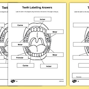 Teeth Labelling Diagra Primary Resources Twinkl