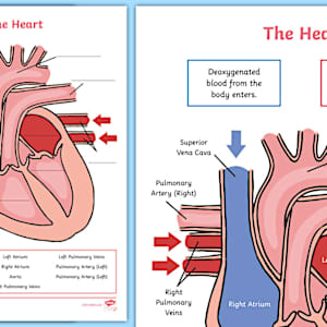 Simple Heart Diagram Labeling Activity