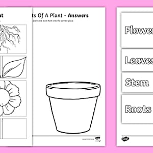 Parts of a Plant Worksheet | Twinkl Teacher-Made Resources