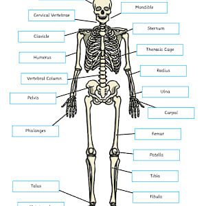 Labelled Skeleton Worksheet - KS2 - Twinkl