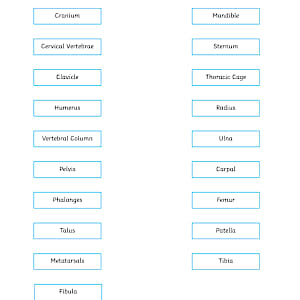 Labelled Skeleton Worksheet - KS2 - Twinkl