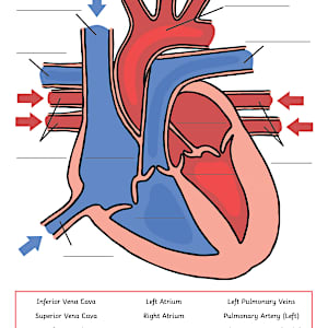 Simple Heart Diagram with Labels Activity - Human Biology
