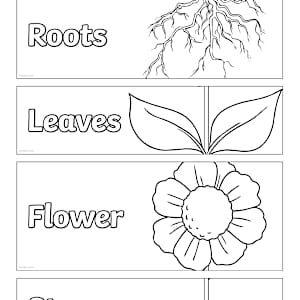 Plant Parts Worksheet | Making Science Fun! | Twinkl USA