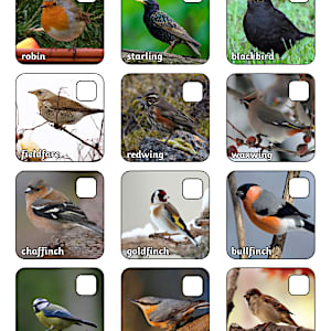 Winter Birds Identification Sheet