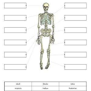 Labelling the Human Skeleton Activity Sheet - Twinkl