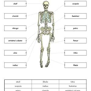 Labelling the Human Skeleton Activity Sheet - Twinkl