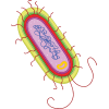 Beyond Secondary | AQA Biology | Cell Biology | GCSE Science - Page 2