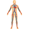 KS2 Human Body Circulatory System Teaching Pack