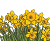 spring flowers