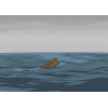 flotsam