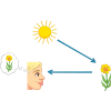 visual perception