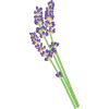 Huellitas [Abierto - Clan del Río y Pequeña Lavanda]  Lavender----General-Flower-Plant-Secondary