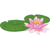blooms