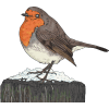 british birds
