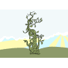 jaspers beanstalk