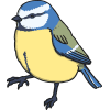 birds