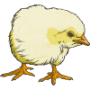 chicks