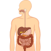 digestive system
