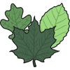 leaves