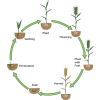 Life Cycle of a Plant Worksheet | Plant Sequencing Activity