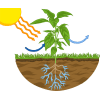 photosynthesis diagram