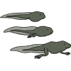 tadpoles